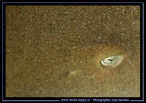 The Eye of a Nurse Shark... ;O)... by Michel Lonfat 